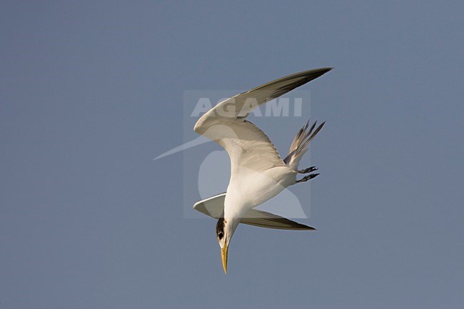 Grote Kuifstern voor de duik; Great Crested Tern just before the dive stock-image by Agami/Arie Ouwerkerk,