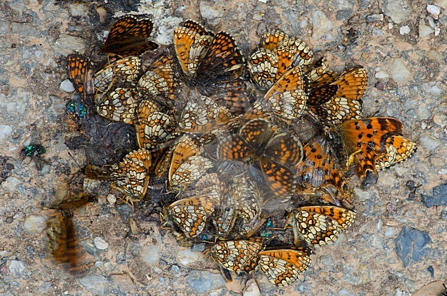 Oostelijke parelmoervlinders, Assmann's Fritillaries stock-image by Agami/Rob de Jong,