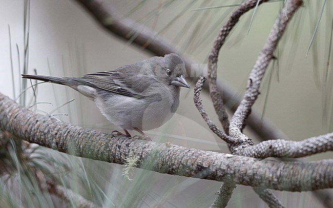 Tenerife Blue Chaffinch (Fringilla teydea) female perched at Tenerife, Canary Islands stock-image by Agami/Helge Sorensen,