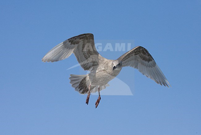 Flying second calendar year Glaucous-winged Gull (Larus glaucescens) in flight at the coast of Hokkaido, Japan. Hovering in mid air. stock-image by Agami/Marc Guyt,