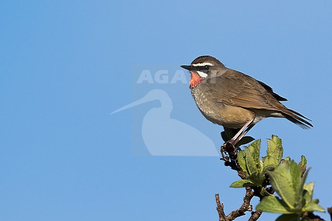 Siberian Rubythroat - Rubinkehlchen - Luscinia calliope, Russia (Ural), adult male stock-image by Agami/Ralph Martin,