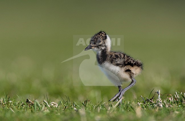 Kuiken van Kievit; Northern Lapwing chick stock-image by Agami/Marc Guyt,