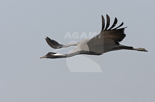 Demoiselle Crane flying; Jufferkraan vliegend stock-image by Agami/Jari Peltomäki,