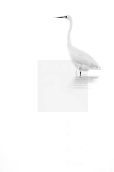 Artistic black and white photo of a Great White Egret (Ardea alba alba) standing in the Ebro delta, Spain. stock-image by Agami/Rafael Armada,