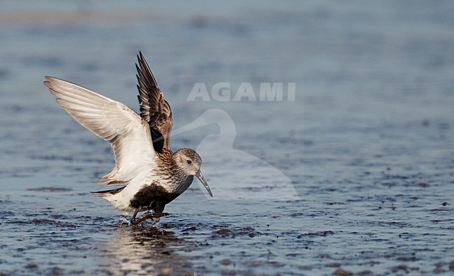 Volwassen Bonte Strandloper in zomerkleed; Adult summer Dunlin stock-image by Agami/Markus Varesvuo,