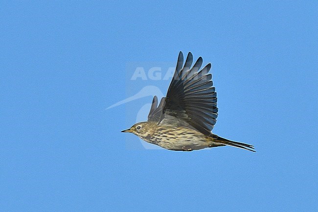 Migrating Meadow Pipit (Anthus pratensis) over Texel in the Netherlands. stock-image by Agami/Laurens Steijn,