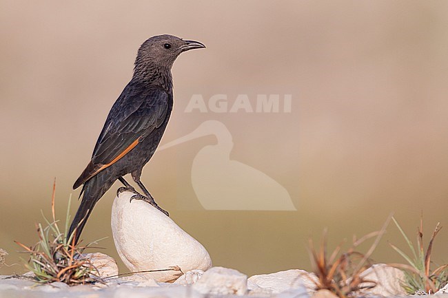 Tristram's Starling - Tristramstar - Onychognathus tristramii, Oman, female adult stock-image by Agami/Ralph Martin,