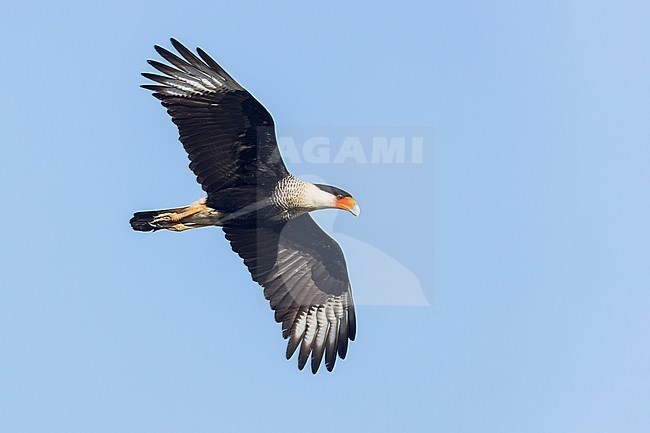 Crested Caracara (Caracara cheriway) flying in Colombia, South America. stock-image by Agami/Glenn Bartley,