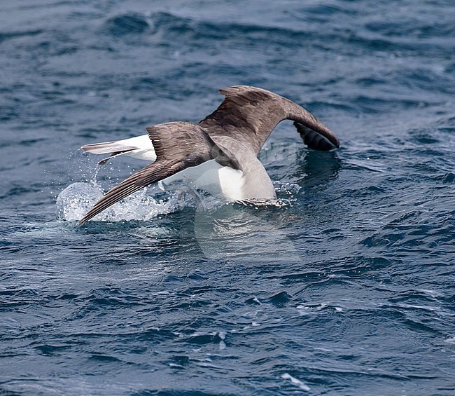 Adult Northern Buller's Albatross (Thalassarche bulleri platei) during a chumming session off Chatham Islands, New Zealand. Diving for food. stock-image by Agami/Marc Guyt,