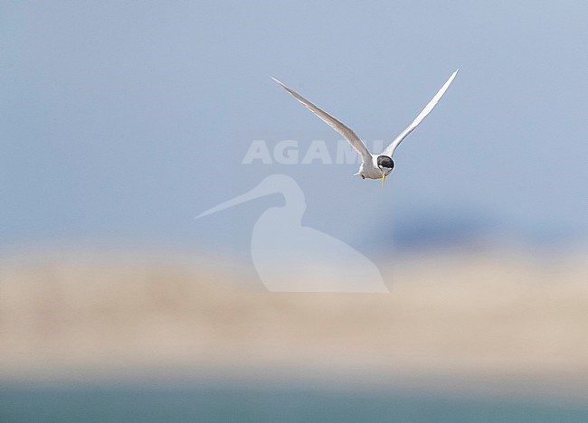 Adult Fairy Tern (Sternula nereis davisae), an endangered subspecies from New Zealand. It has been on the brink of extinction for decades. stock-image by Agami/Marc Guyt,