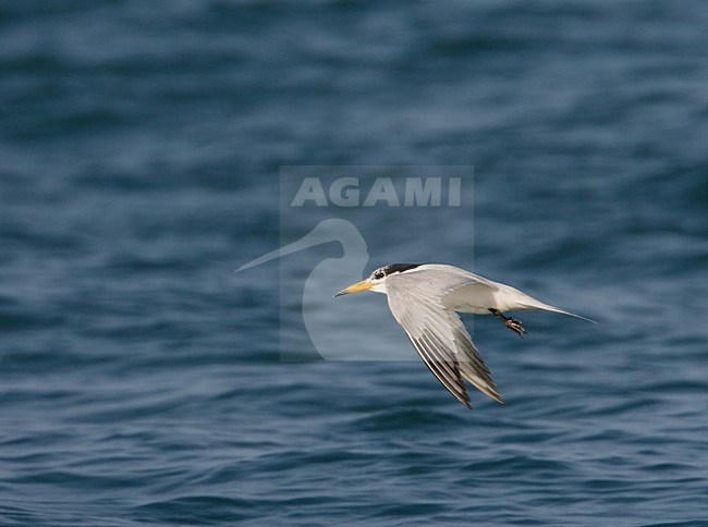 Chinese Kuifstern adult vliegend ; Chinese Crested-Tern adult flying stock-image by Agami/Arie Ouwerkerk,