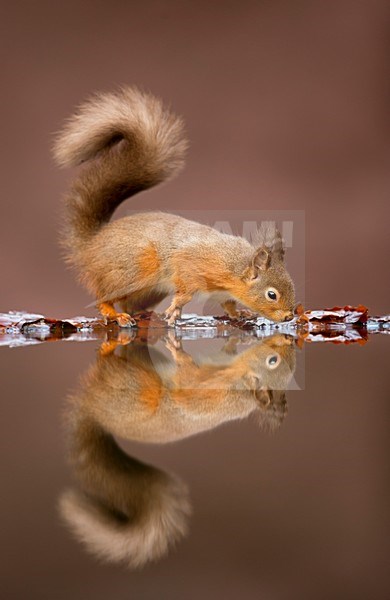 Eekhoorn met spiegelbeeld in water, Red Squirrel with reflection in water stock-image by Agami/Danny Green,