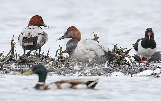 Drake 2nd summer Canvasback (Aythya valisineria) sitting in Leidschendam, Zuid-Holland, the Netherlands. stock-image by Agami/Vincent Legrand,