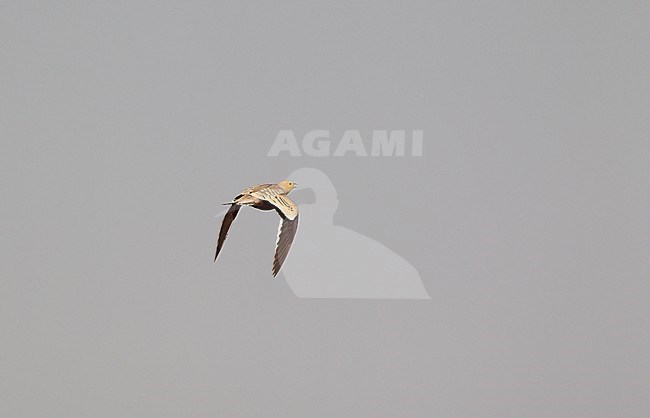 Chestnut-bellied Sandgrouse (Pterocles exustus erlangeri), in flight at Bab al Shams, UAE stock-image by Agami/Helge Sorensen,