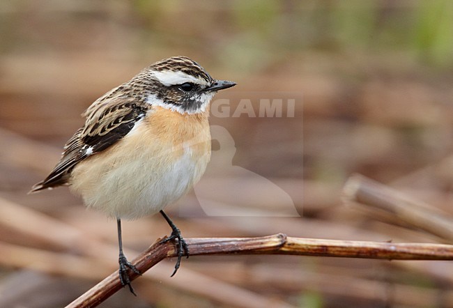 Volwassen mannetje Paapje in zomerkleed; Adult male Winchat in breeding plumage stock-image by Agami/Markus Varesvuo,