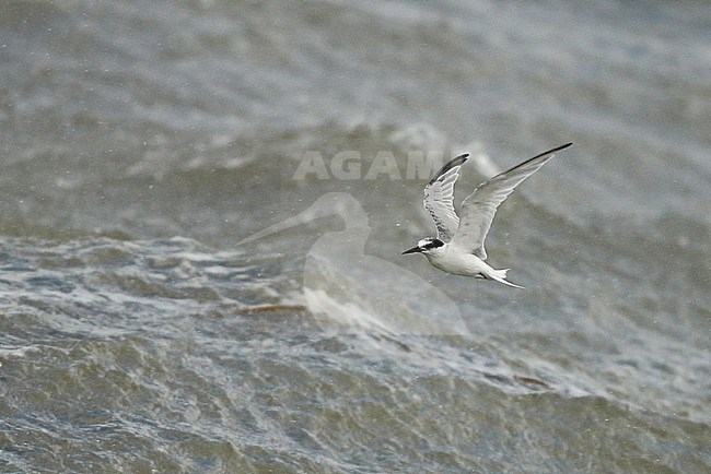 Autumn plumaged Little Tern (Sternula albifrons) in flight over North Sea in the Netherlands. stock-image by Agami/Fred Visscher,
