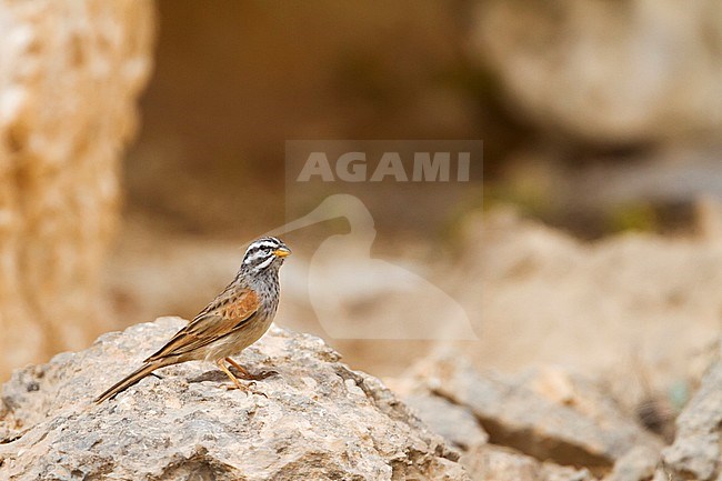 Striolated Bunting - Wüstenammer - Emberiza striolata ssp. striolata, adult male, Oman stock-image by Agami/Ralph Martin,