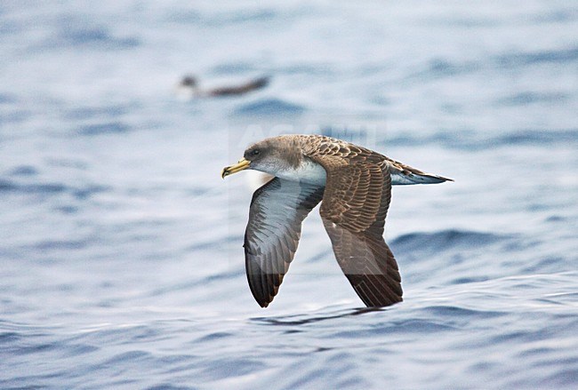 Kuhls pijlstormvogel, Cory's Shearwater, Calonectris borealis stock-image by Agami/Marc Guyt,