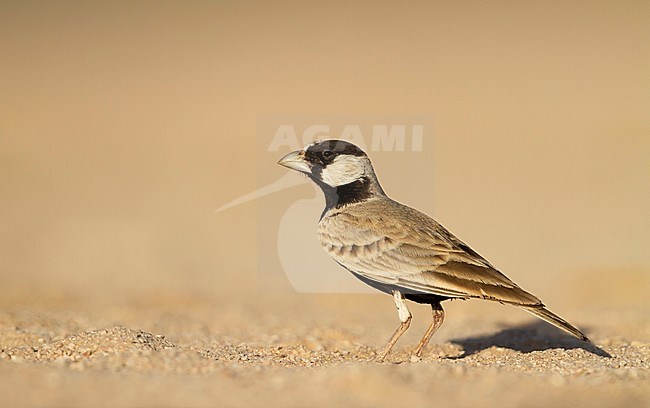 Eastern Black-crowned Sparrow-Lark - Weissstirnlerche - Eremopterix nigriceps ssp. melanauchen, Sultanate of Oman, adult male stock-image by Agami/Ralph Martin,