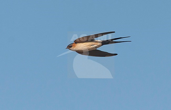 Western Red-rumped Swallow -  Rötelschwalbe - Cecropis daurica ssp. rufula, Portugal, adult stock-image by Agami/Ralph Martin,