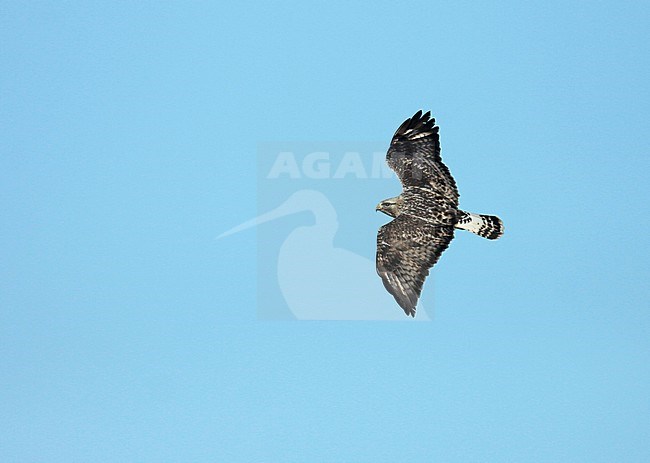 Rough-legged Buzzard (Buteo lagopus), adult male in flight, seen from above, showing upper wings. stock-image by Agami/Fred Visscher,