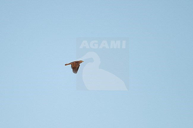 Red-winged Blackbird (Agelaius phoeniceus) female in flight during migration at Cape May, New Jersey, USA stock-image by Agami/Helge Sorensen,