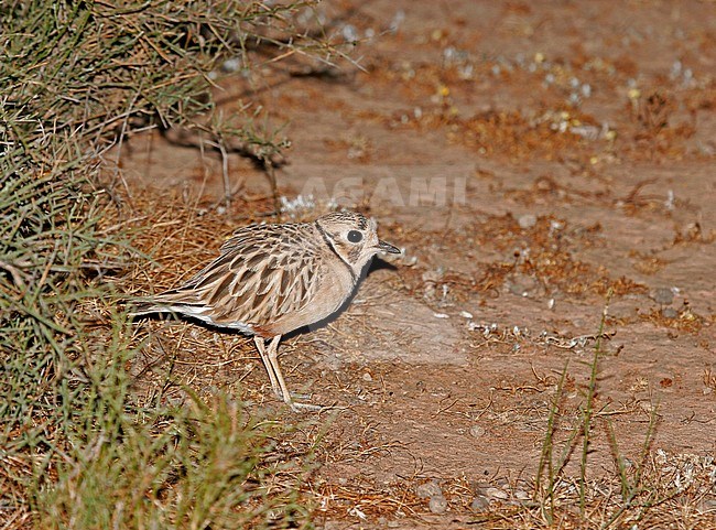 Inland Dotterel (Peltohyas australis) photographed during the night in arid Australia. stock-image by Agami/Pete Morris,