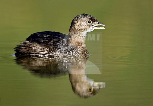 Adult non-breeding
Hidalgo Co., TX
January 2009 stock-image by Agami/Brian E Small,