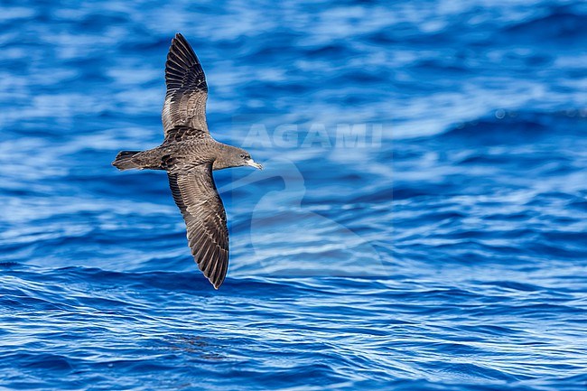 Flesh-footed Shearwater (Ardenna carneipes) at the pacific ocean off New Zealand. stock-image by Agami/Marc Guyt,