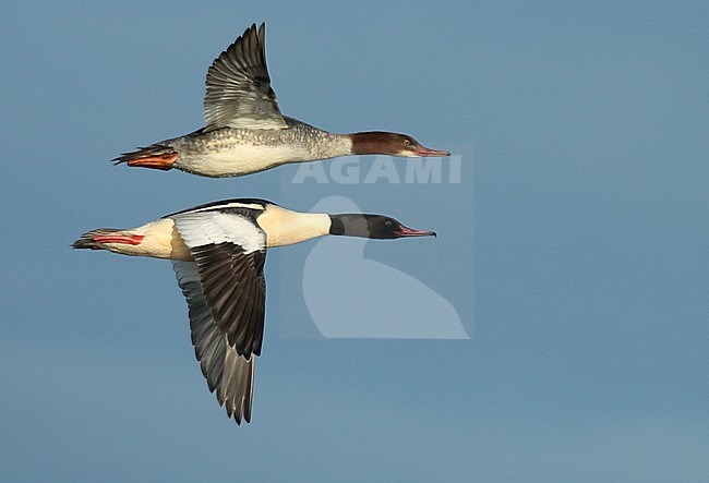 Goosander (Mergus merganser), two birds in flight, seen from the side, showing underwing and upperwing. stock-image by Agami/Fred Visscher,