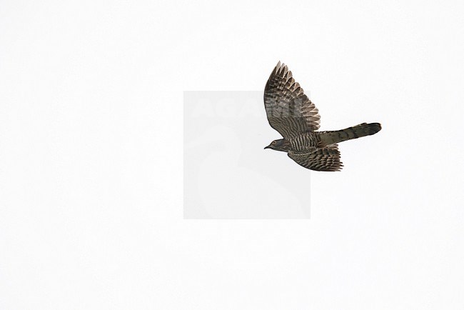 Large hawk-cuckoo (Hierococcyx sparverioides) in China. Flying overhead. stock-image by Agami/Pete Morris,