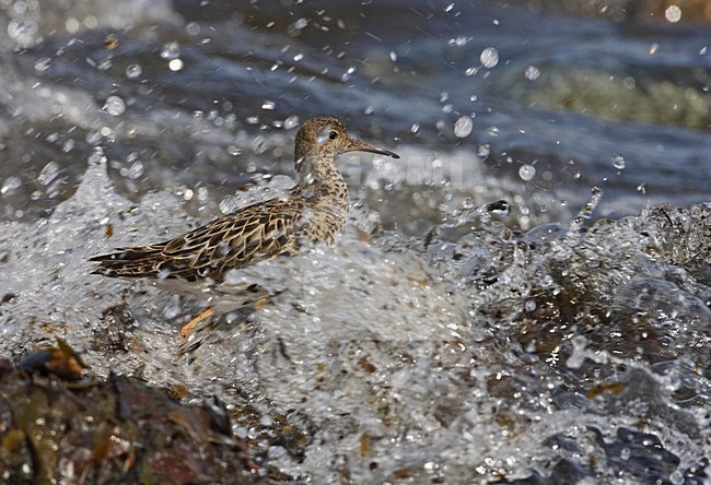 Ruff standing in the surf; Kemphaan staand in de branding stock-image by Agami/Jari Peltomäki,