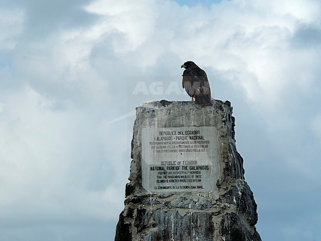 Galapagosbuizerd, Galapagos Hawk stock-image by Agami/Roy de Haas,