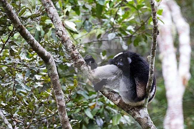 Slapende Indri; Sleeping Indri stock-image by Agami/Marc Guyt,