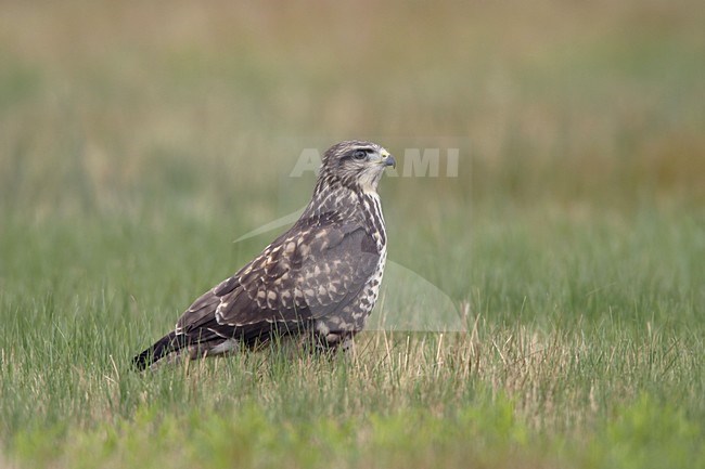 Buizerd zittend in veld; Common Buzzard perched in field stock-image by Agami/Ran Schols,