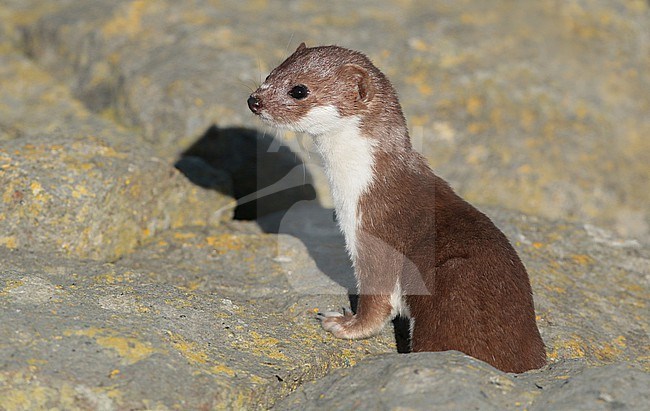 Least Weasel (Mustela nivalis), foraging along the Wadden Sea coast. stock-image by Agami/Fred Visscher,