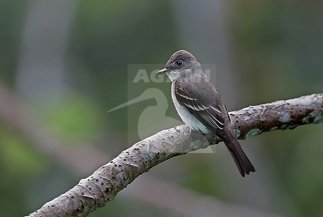 Eastern Wood-pewee, Contopus virens stock-image by Agami/Greg & Yvonne Dean,