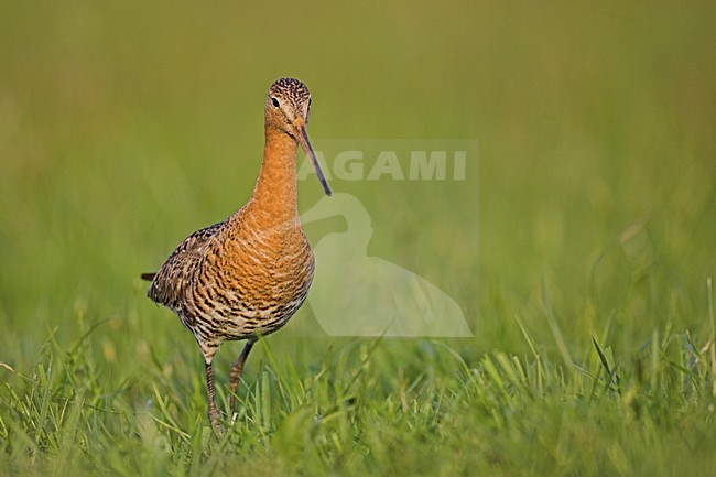 Grutto in weiland; Black-tailed Godwit in meadow stock-image by Agami/Menno van Duijn,