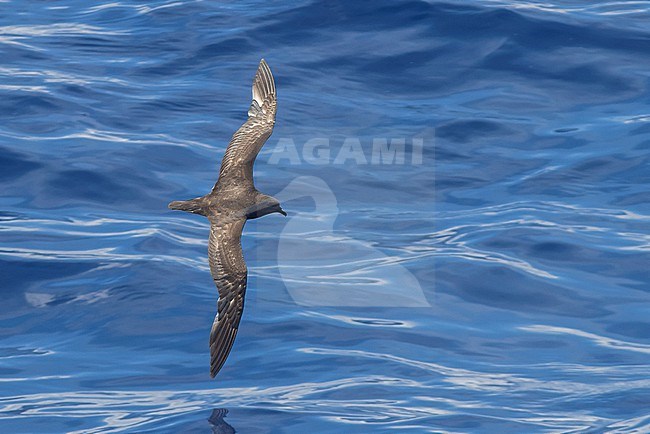 Trindade Petrel (Pterodroma arminjoniana) at sea, off the coast of Cape Hatteras, North Carolina, United States. stock-image by Agami/Steve Howell,