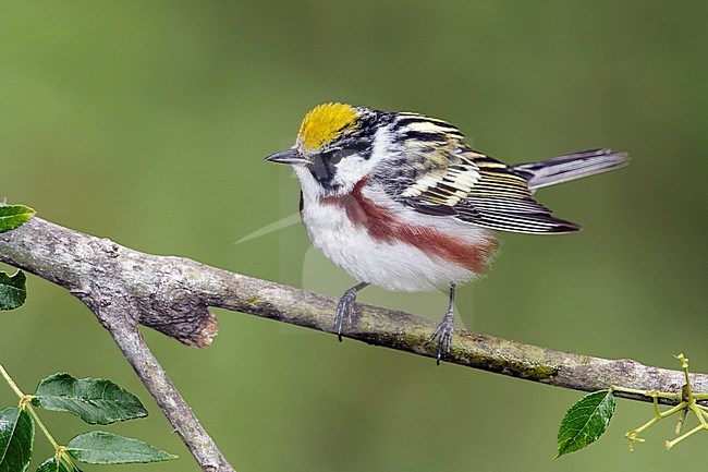 Adult male
Galveston Co., TX
April 2013 stock-image by Agami/Brian E Small,