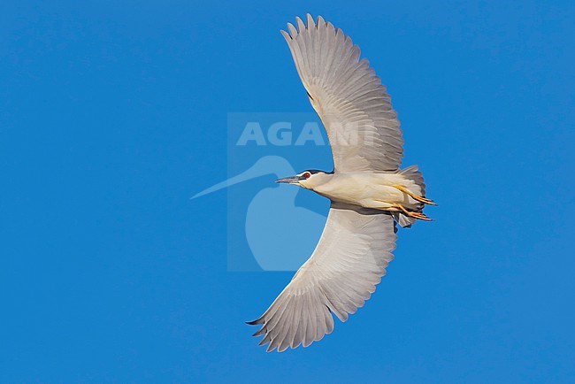 Adult Black-crowned Night Heron, Nycticorax nycticorax, in Italy. stock-image by Agami/Daniele Occhiato,