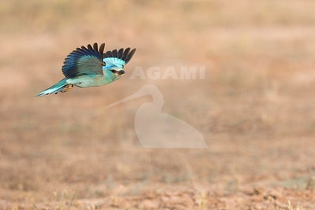 European Roller (Coracias garrulus) in flight stock-image by Agami/Ralph Martin,