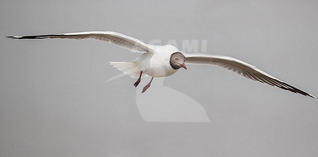 Wintering Brown-headed Gull, Chroicocephalus brunnicephalus, in Thailand. Adult in breeding plumage. stock-image by Agami/Ian Davies,