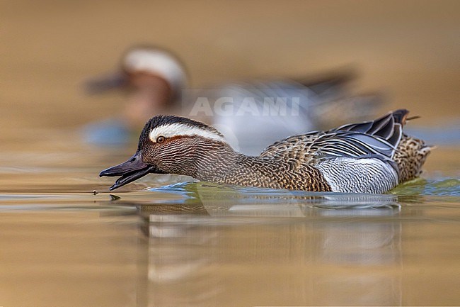 Male Garganey (Spatula querquedula) in Italy. stock-image by Agami/Daniele Occhiato,