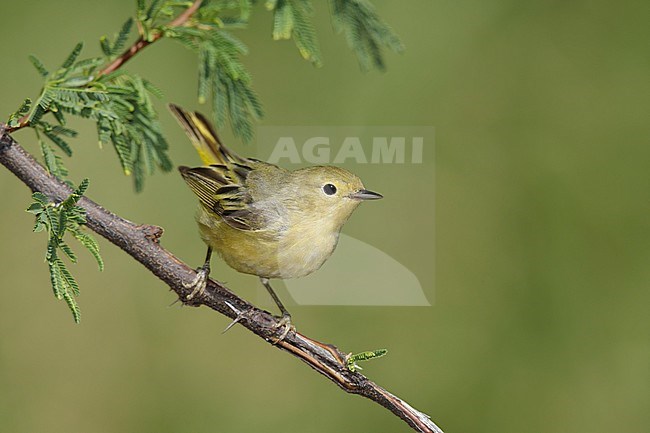 Adult female
Galveston Co., TX
April 2017 stock-image by Agami/Brian E Small,