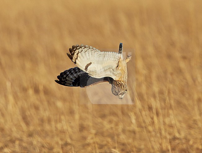 Velduil, Short-eared Owl, Asio flammeus stock-image by Agami/Tomi Muukkonen,