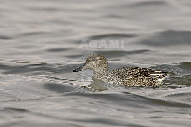 Wintertaling vrouwtje zwemmend, Female Common Teal swimming stock-image by Agami/Daniele Occhiato,