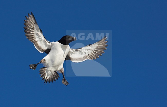 Alk in zomerkleed vliegend; Flying summer plumaged Razorbill stock-image by Agami/Markus Varesvuo,