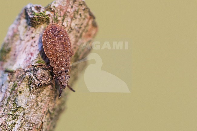 Aradus cinnamomeus, nymph stock-image by Agami/Ralph Martin,