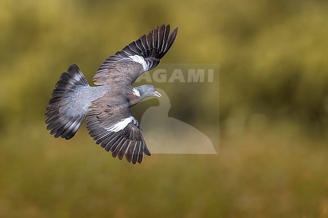 Common wood pigeon, Columba palumbus, in Italy. stock-image by Agami/Daniele Occhiato,